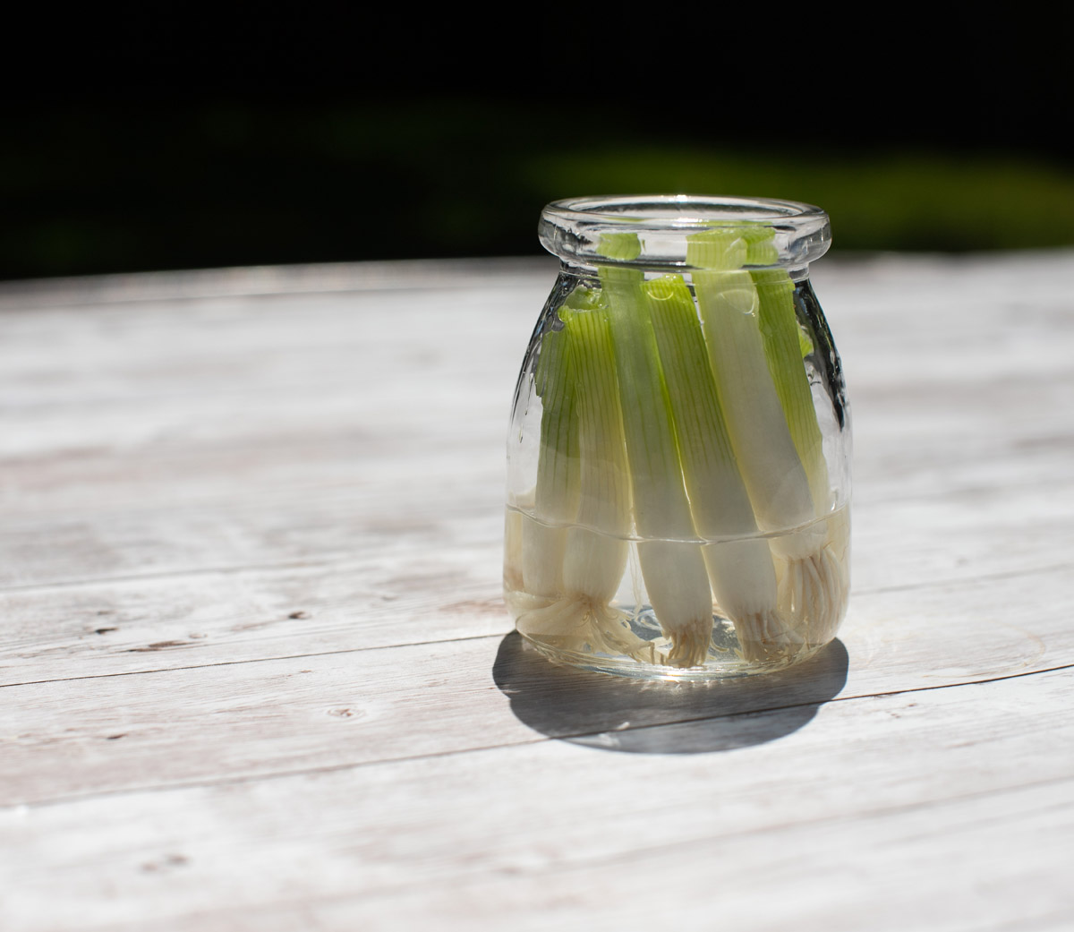 How to Grow Green Onions from Scrap Cuttings