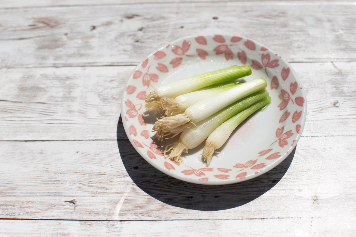 How to Grow Green Onions from Scrap Cuttings