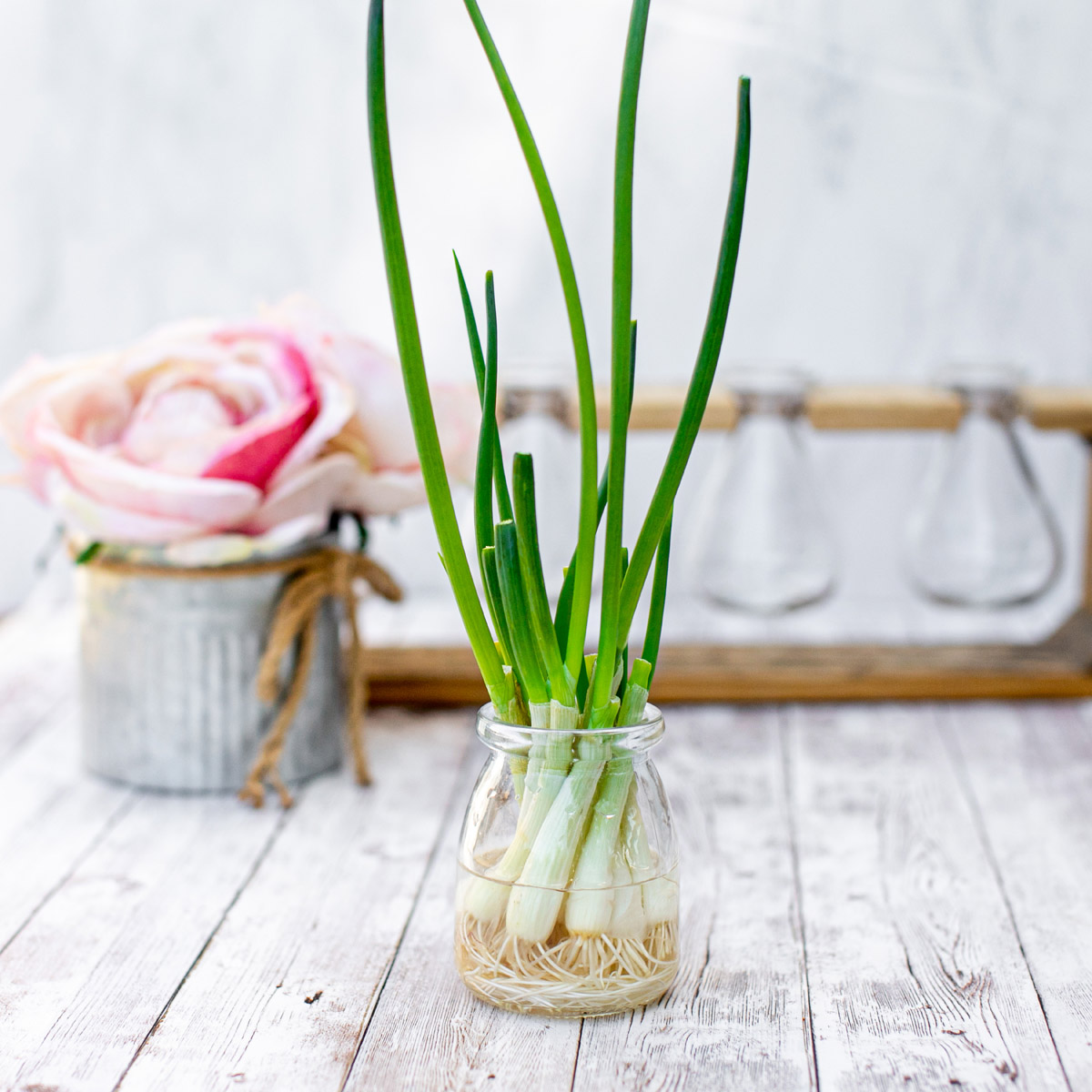 How to Grow Green Onions from Scrap Cuttings